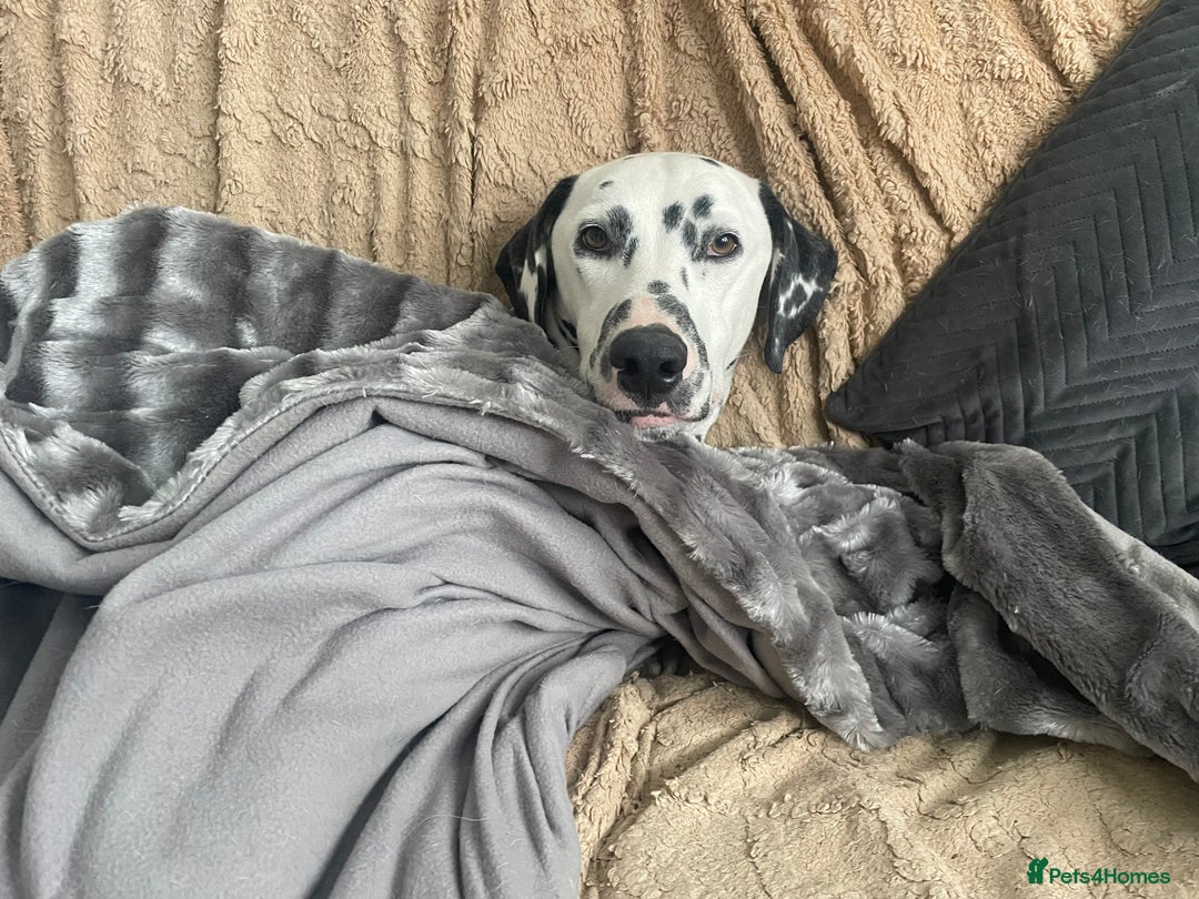 Dalmatian dogs for sale: Potential rehome - male LUA Dalmatian  - Advert 36