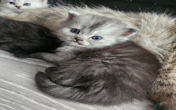 Persian cats for sale: Persian kittens for sale - Image 12