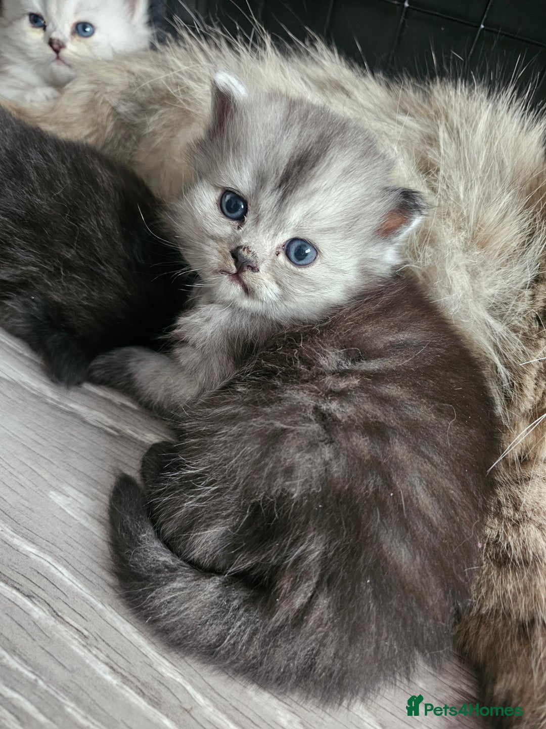 Persian cats for sale: Persian kittens for sale - Image 12