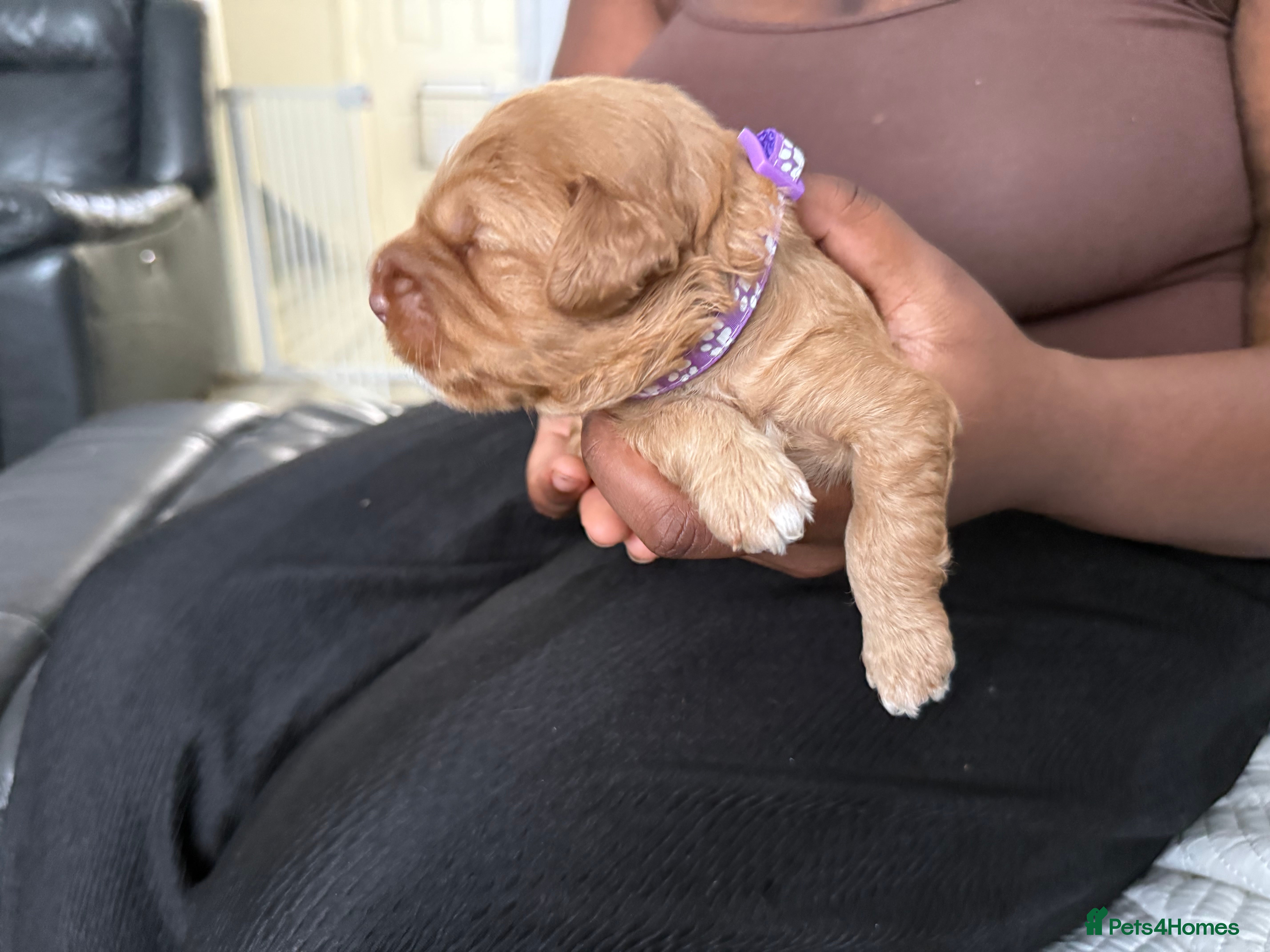 Cockapoo dogs 6 Gorgeous Cockapoo Puppies Seeking Loving Homes - Advert 2