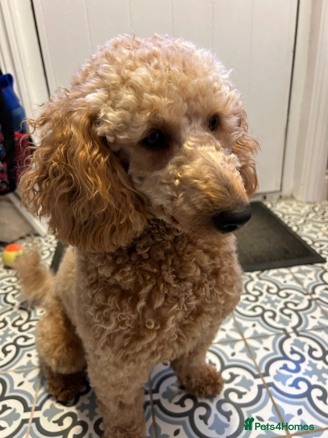 Cavapoo dogs for sale: F1B Cavapoo Puppies for Sale - Advert 14