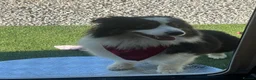 Australian Shepherd dogs for sale: Blue Merle Aussie  in Sittingbourne - Advert 3