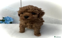 Toy Poodle dogs for sale: Asian toy poodles  - Image 7