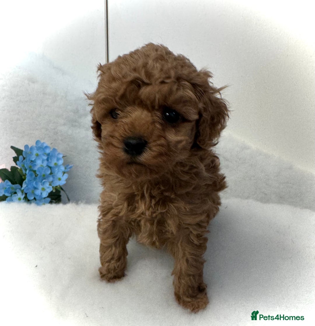 Toy Poodle dogs for sale: Asian toy poodles  - Image 7
