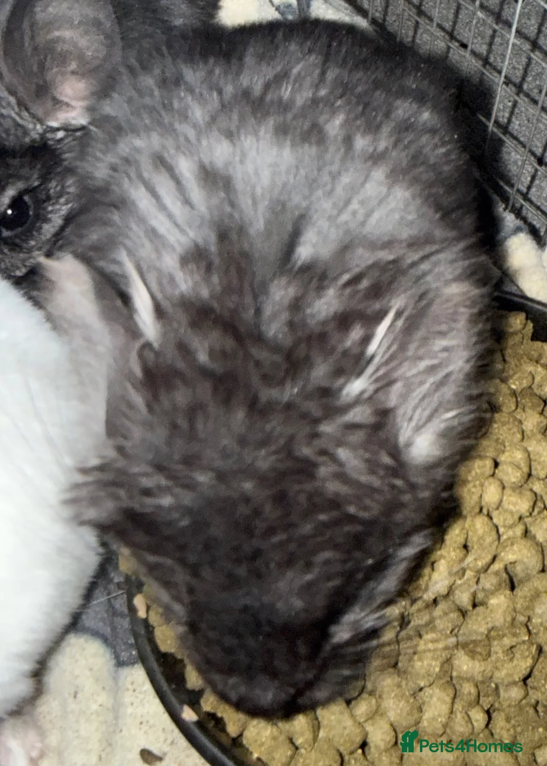 Chinchilla rodents for sale: Baby rpa and rpac chinchilla for sale - Advert 1