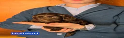 Cockapoo dogs for sale: Stunning cockapoo puppies for sale - Advert 14