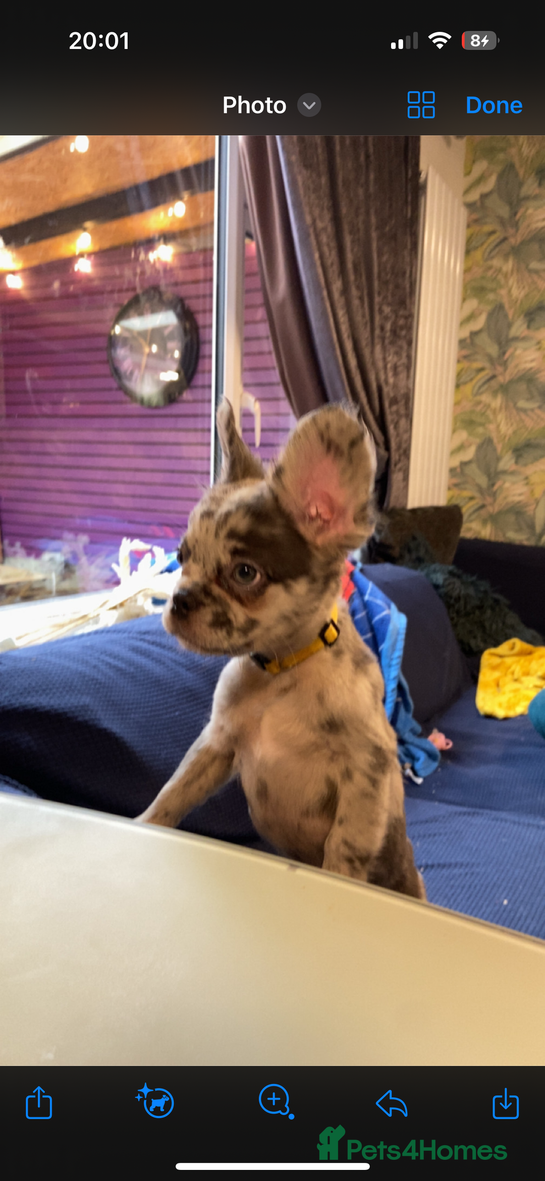 French Bulldog dogs for sale: KC registered! Fluffy frenchies PRICE DROPPED  - Advert 21