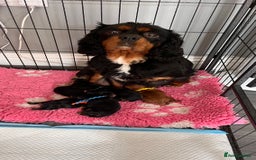 Cavalier King Charles Spaniel dogs for sale: Health Tested Parents - Image 1