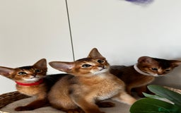 Abyssinian cats for sale: Nice Pure Abyssinian Kittens - Image 16