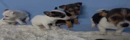 Jack Russell dogs for sale: Miniature Jack Russell puppies in Darwen - Advert 5