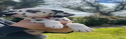 Dalmatian dogs for sale: Beautiful litter of Dalmatian puppies  - Advert 3