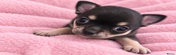 Chihuahua dogs for sale: TINY CHIHUAHUA PUPPIES - Advert 3