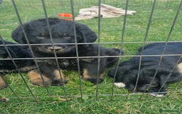 Mixed Breed dogs for sale: GORGEOUS ROTTLE PUPPIES - Image 13