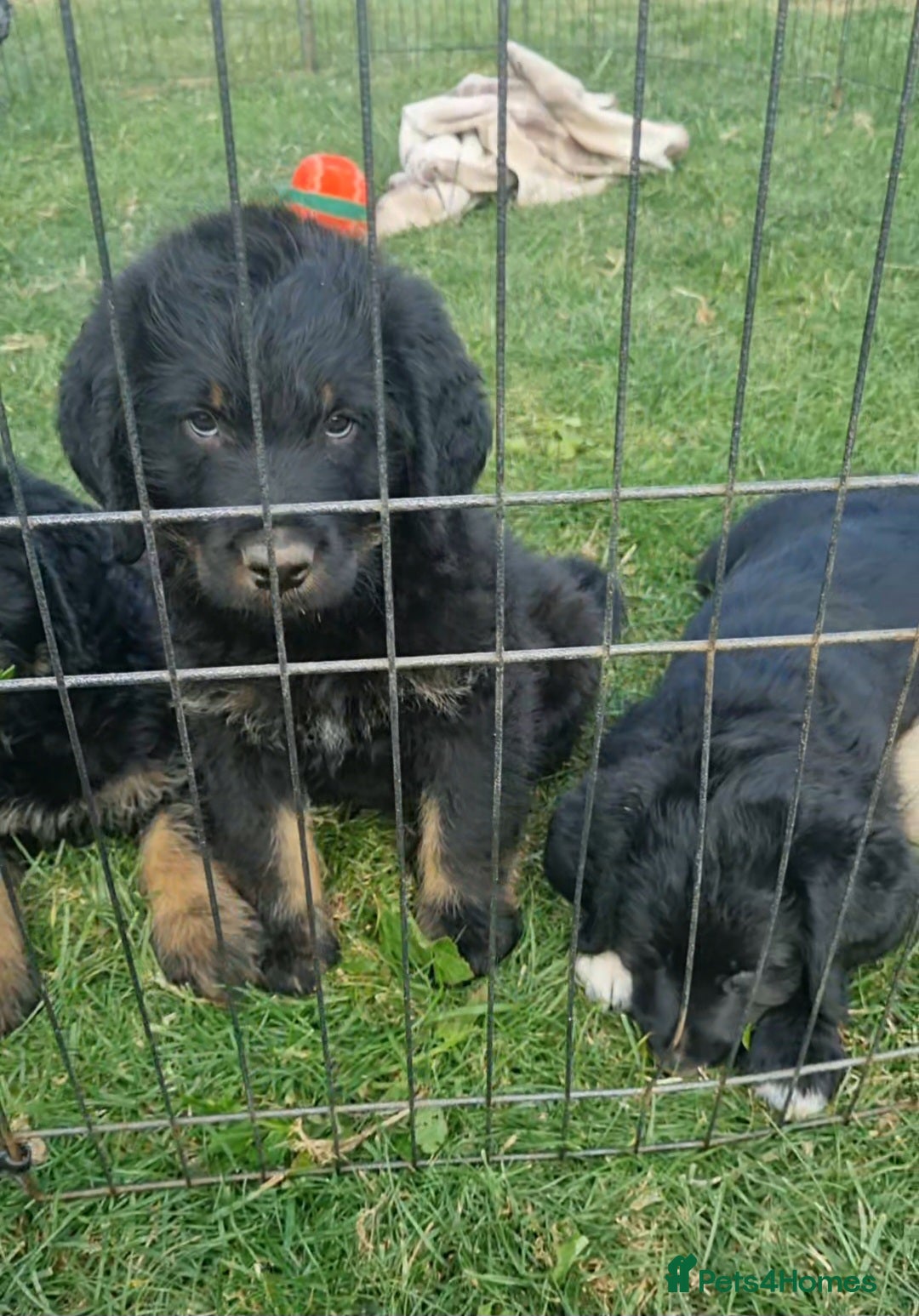 Mixed Breed dogs for sale: GORGEOUS ROTTLE PUPPIES - Image 13