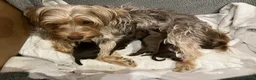 Mixed Breed dogs for sale: Adorable Yorkie/Biewer Cross Puppies - Advert 2