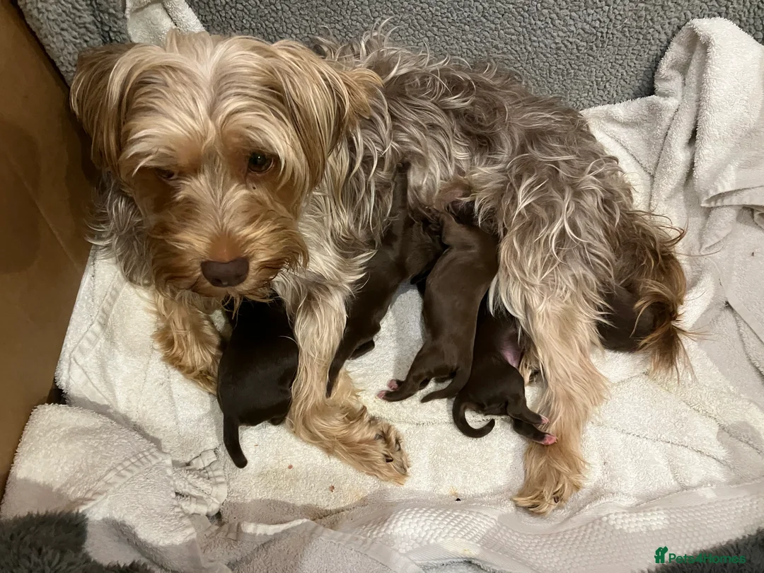 Mixed Breed dogs for sale: Adorable Yorkie/Biewer Cross Puppies - Advert 2