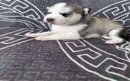 Siberian Husky dogs for sale: full-breed Siberian Husky Puppies  - Image 12