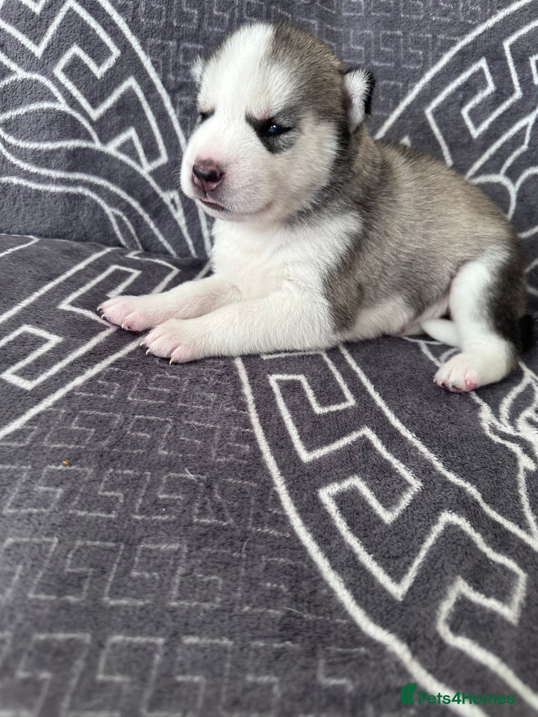 Siberian Husky dogs for sale: full-breed Siberian Husky Puppies  - Image 12
