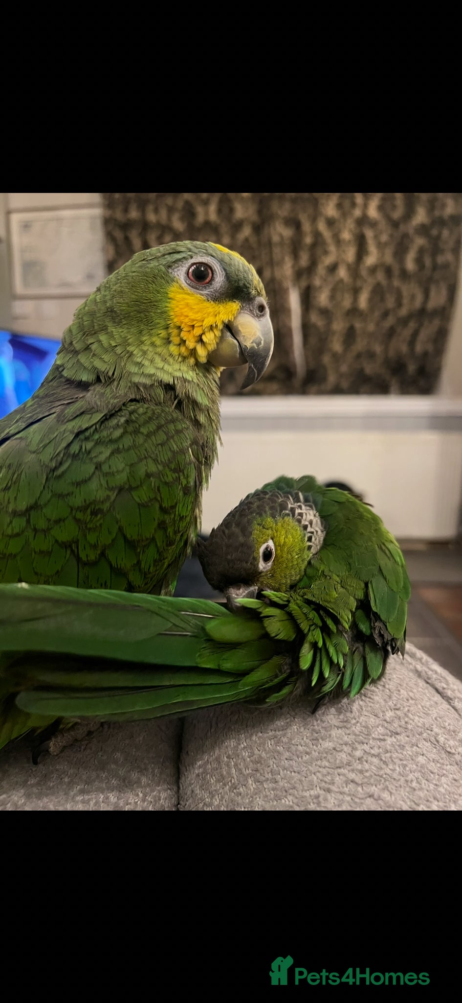 Parrots birds Orange winged Amazon black capped conure - Advert 8