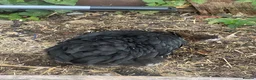 Mixed Breed livestock for sale: Point of lay Pekin hens for sale - read full first - Advert 6