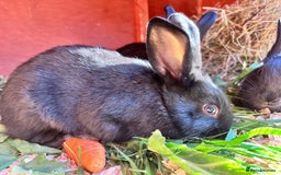 English rabbits for sale: New Zealand cross English babies - Image 4