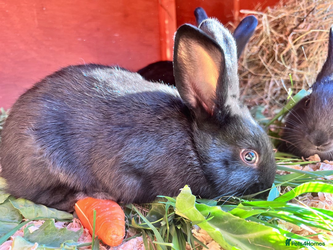 English rabbits for sale: New Zealand cross English babies - Image 4