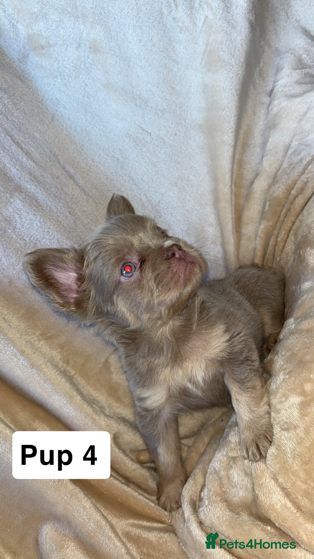 French Bulldog dogs for sale: Pure visual fluffy Frenchie’s  - Image 6