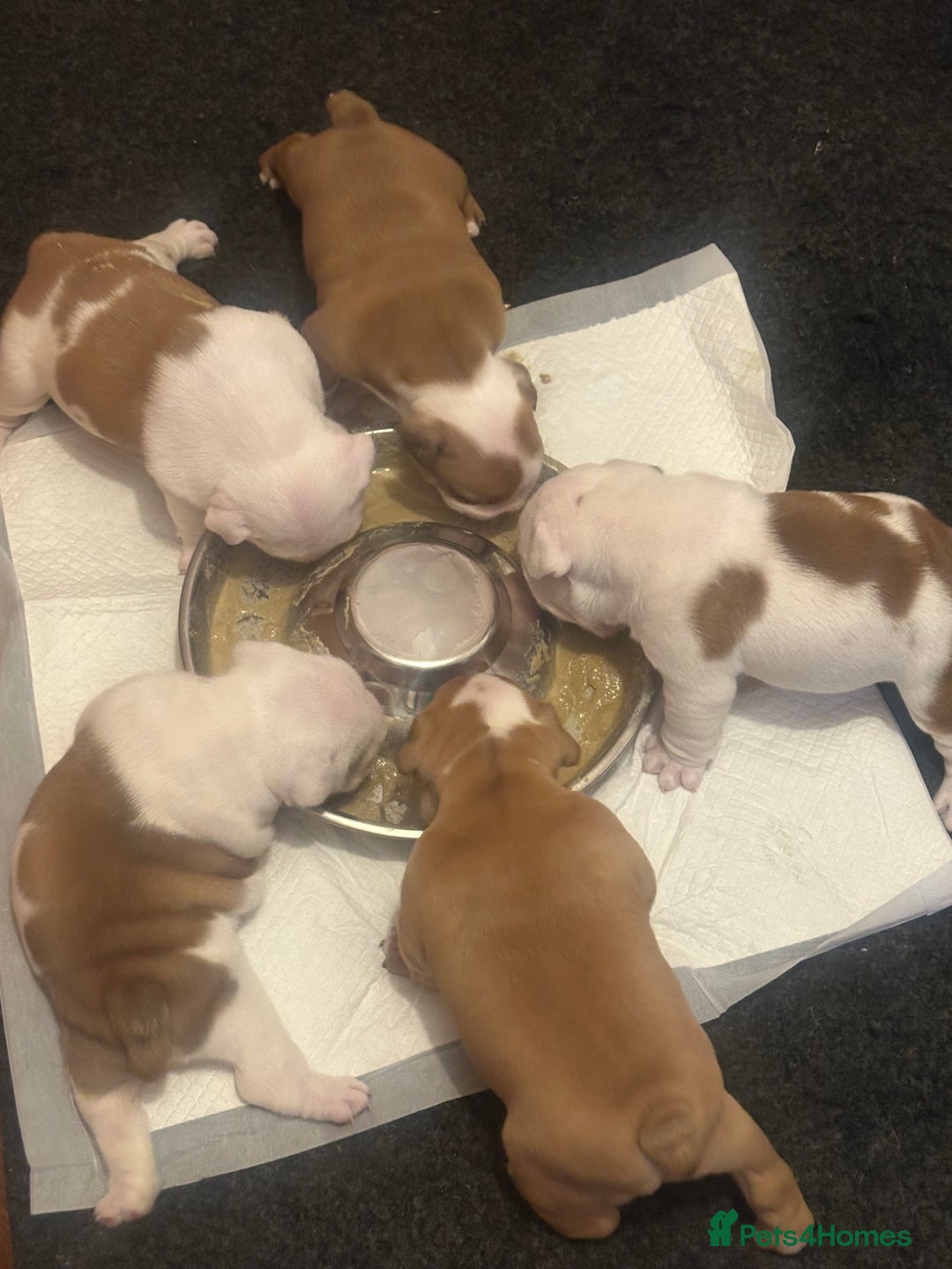 English Bulldog dogs for sale: Full Pedigree KC Registered English Bulldogs - Advert 4
