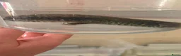 Axolotl reptiles for sale: 3 females hypo axolotl babies - Advert 12