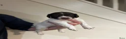 English Springer Spaniel dogs for sale: Well bred springer pups  - Advert 3