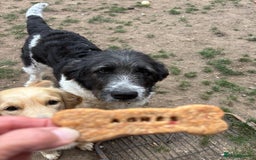 Bernedoodle dogs for sale: F1b St Berdoodle pups expected 15/9 - Image 9