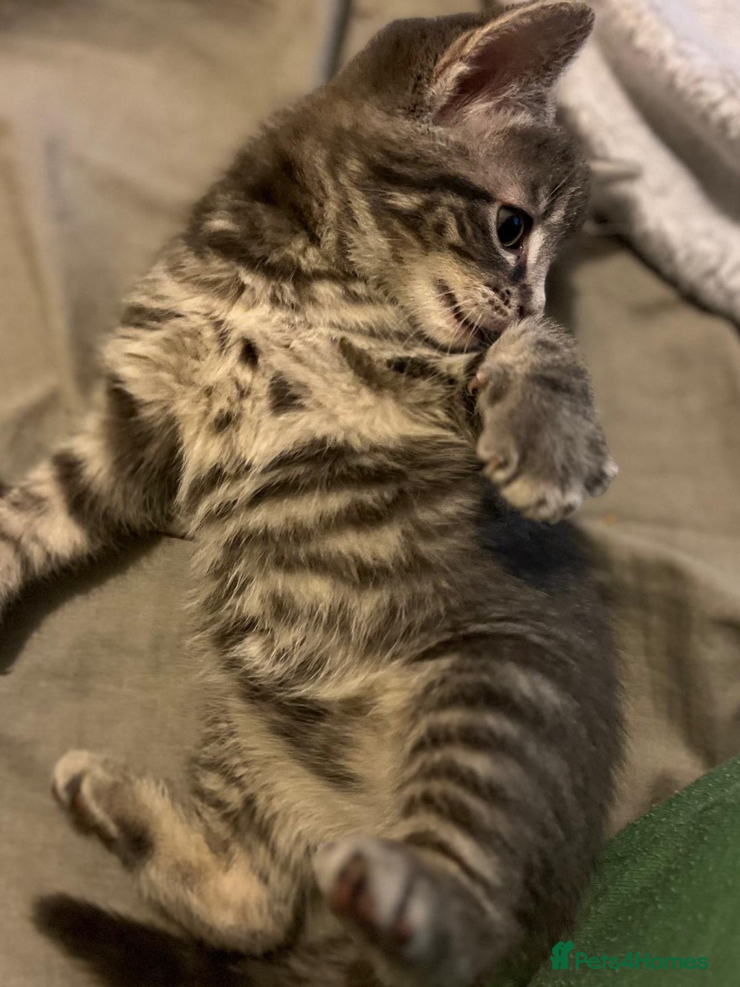 Maine Coon cats for sale: Maincoon X Bengal Tabby beautiful markings - Image 12