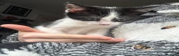 Domestic Shorthair cats for sale: Kittens 2 Male  - Advert 6