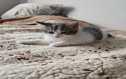 Khao Manee cats for sale: Beautiful 3 kittens  - Image 8
