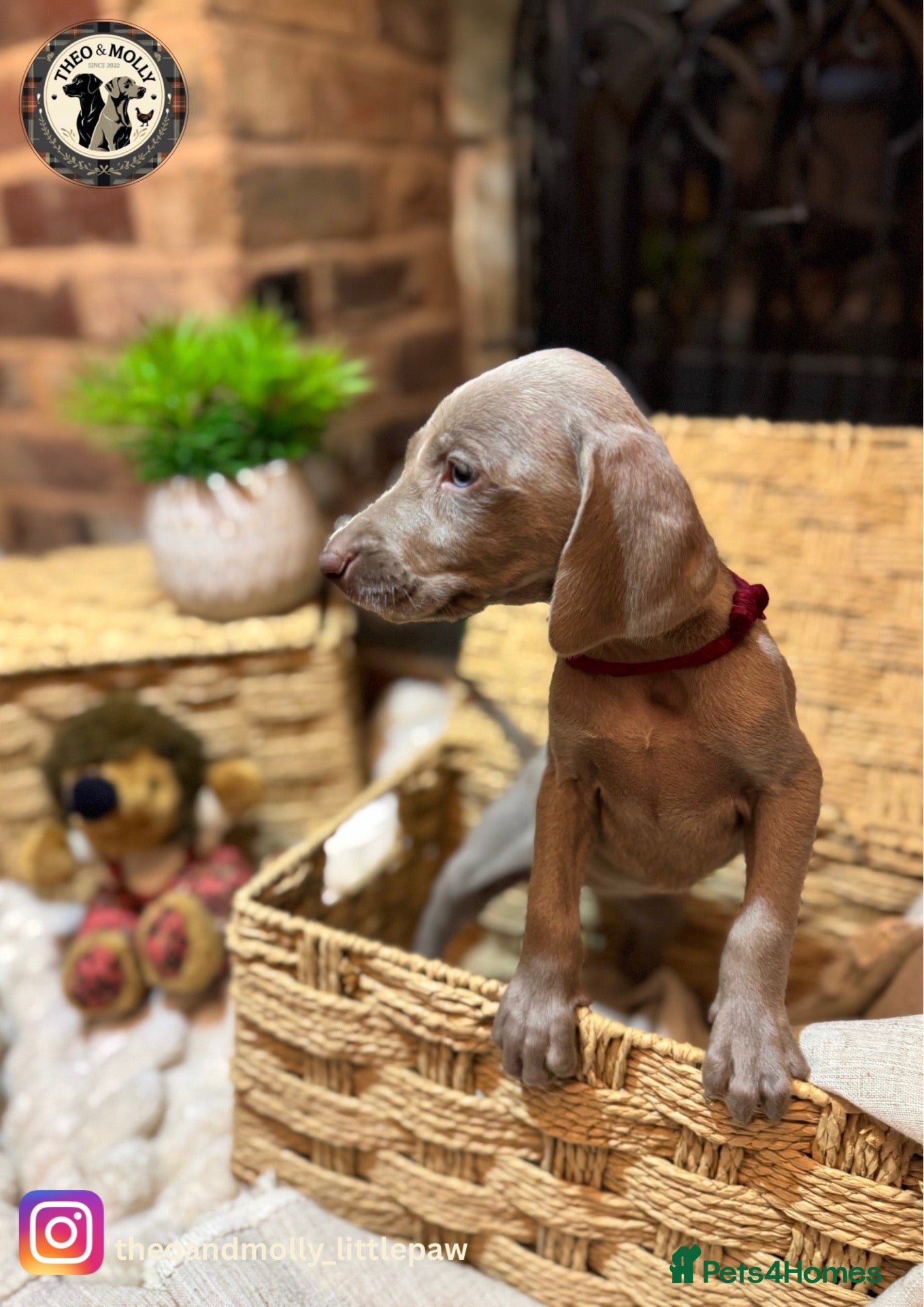 Weimaraner dogs 💙🩶KC Registered Blue & Silver Weimaraner Puppies - Advert 1