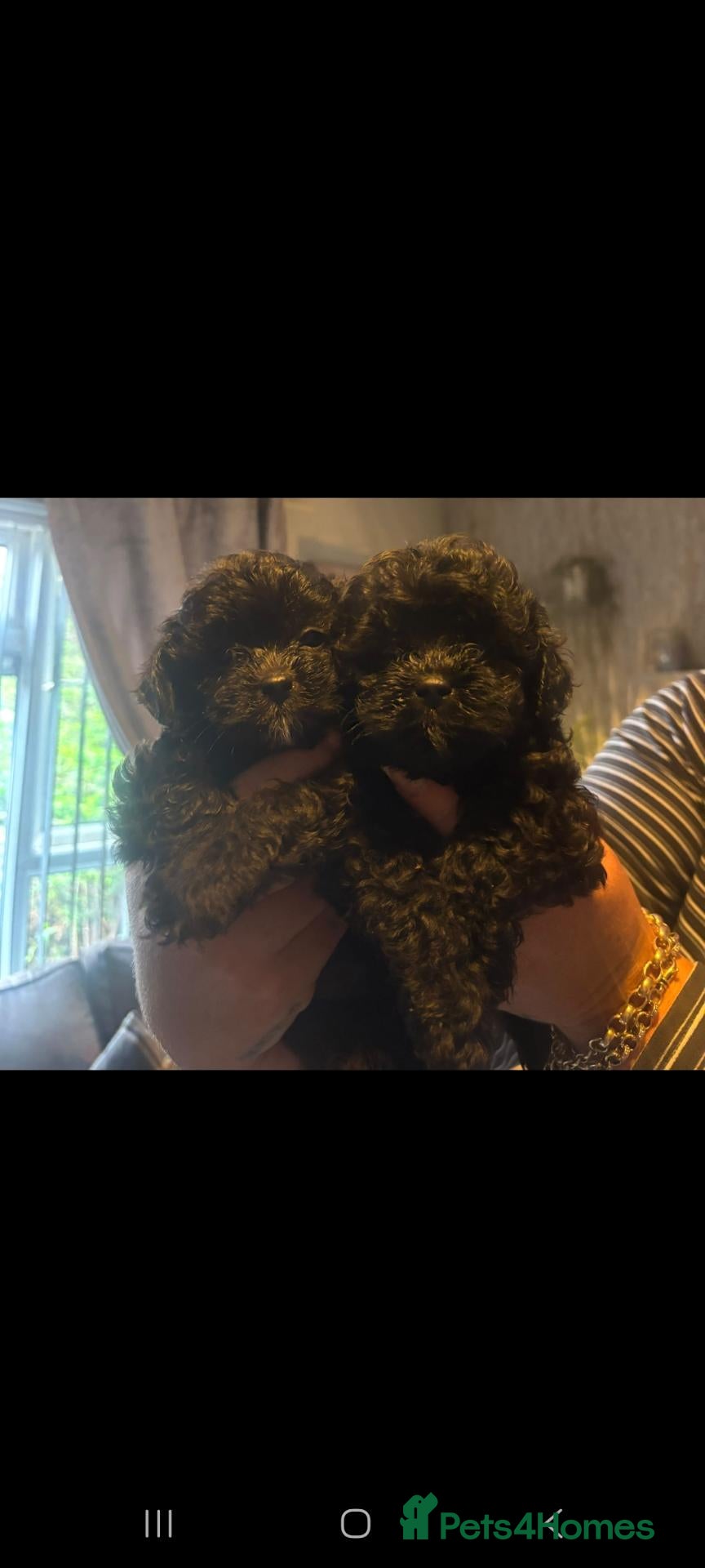 Shihpoo dogs Shihpoo puppies - Advert 3