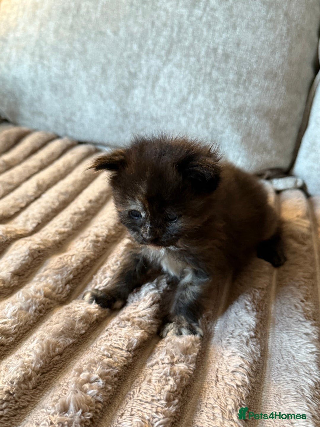 Maine Coon cats for sale: Beautiful Maine Coon Kittens - Advert 16