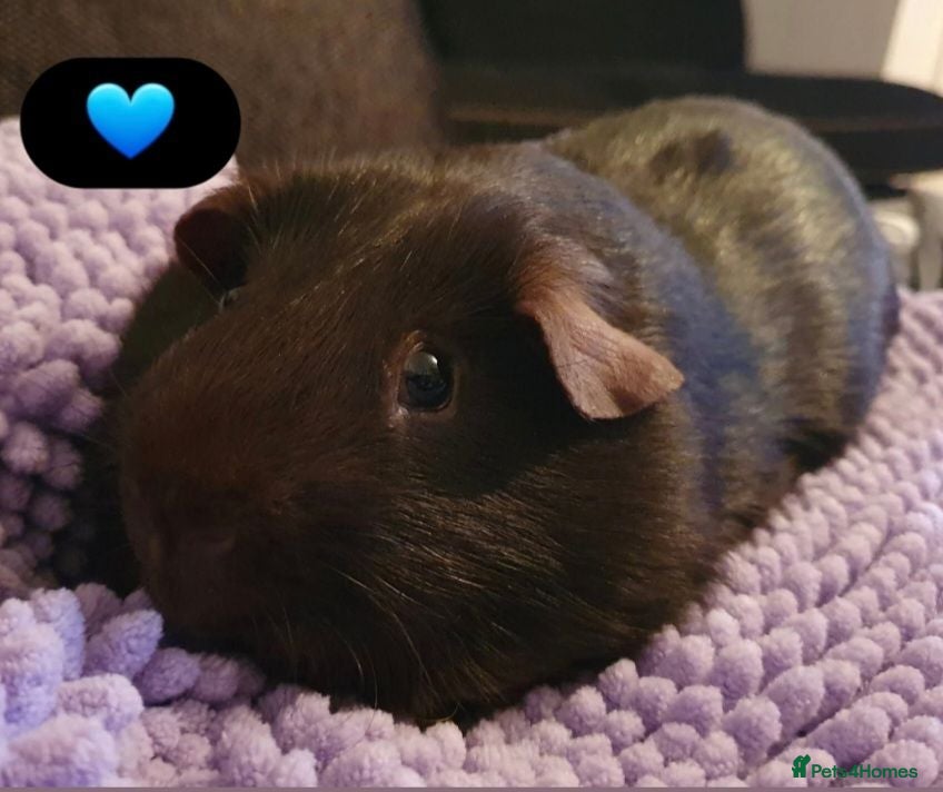 Guinea Pig rodents Beautiful guinea pigs - Advert 2