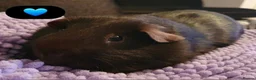 Guinea Pig rodents for sale: Beautiful guinea pigs - Advert 3