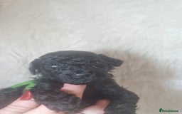 Standard Poodle dogs for sale: Exceptional Health Tested Puppies Due - Advert 9