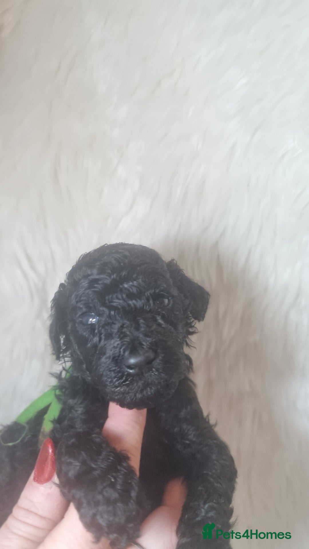 Standard Poodle dogs for sale: Exceptional Health Tested Puppies Due - Advert 9