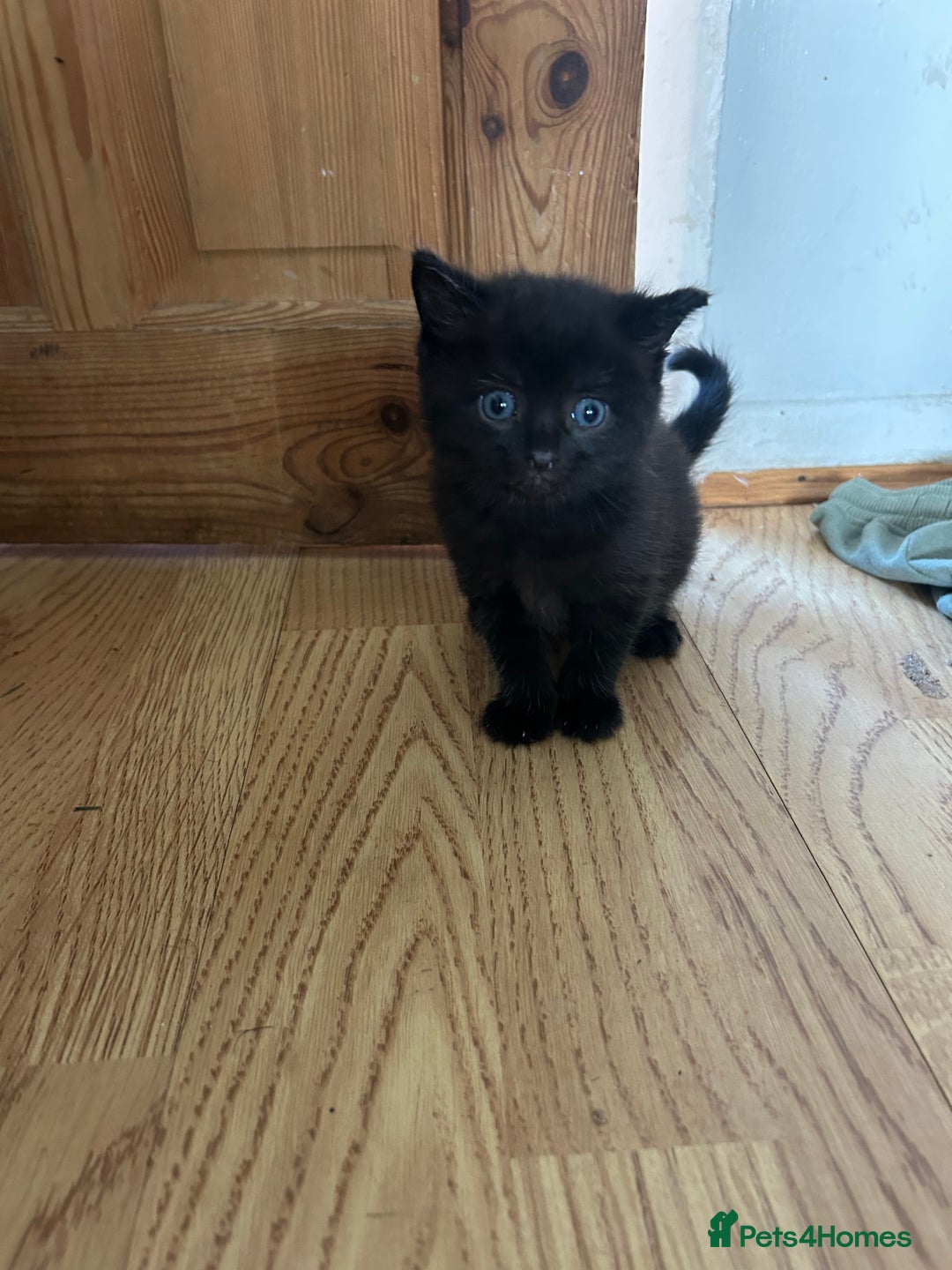 Mixed Breed cats for sale: Mixed breed kittens  - Image 4