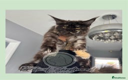 Maine Coon cats for sale: Russian Import Maine Coon Kittens  - Image 7