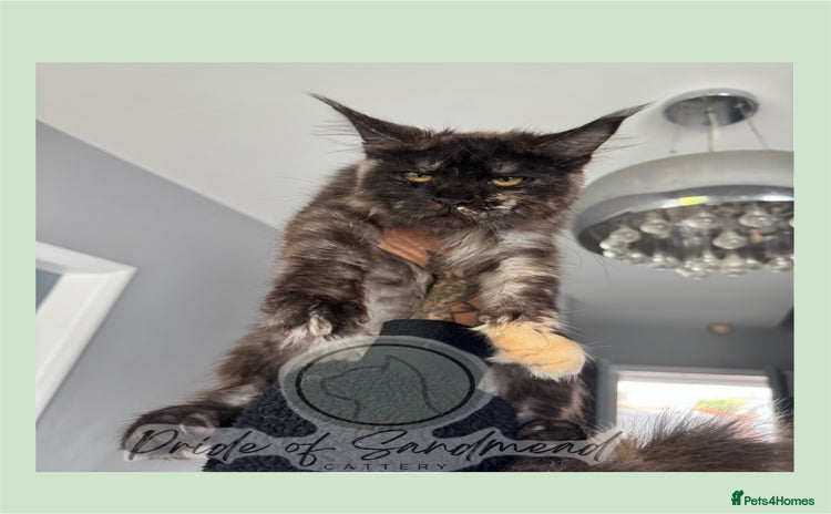 Maine Coon cats - Advert 3
