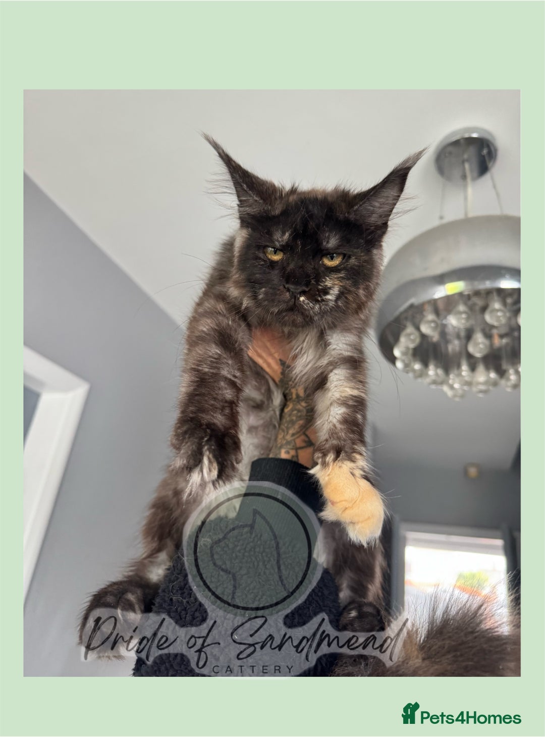Maine Coon cats for sale: Russian Import Maine Coon Kittens  - Image 7
