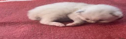 Ragdoll cats for sale: Ragdoll kittens GCCF - Advert 18
