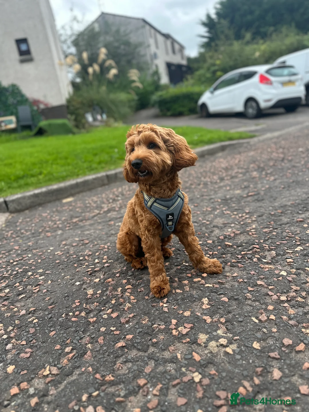 Cockapoo dogs for stud: STUD - DNA Tested Cockapoo (Poodle-Dominant) - Advert 21