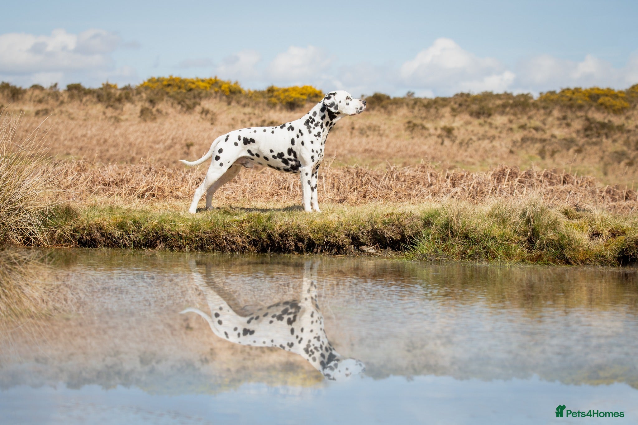 Dalmatian dogs Health tested, tv and advert star Dalmatian   in Aberdare - Advert 2