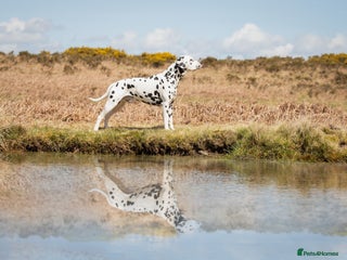 Dalmatian dogs in Aberdare - Advert 2