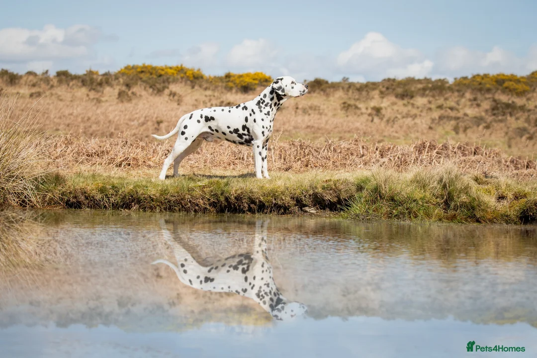 Dalmatian dogs for stud: Health tested, tv and advert star Dalmatian   in Aberdare - Advert 2